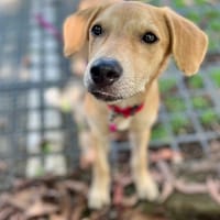 Koa, femelle X berger, née le 10/05/2025, chienne à adopter