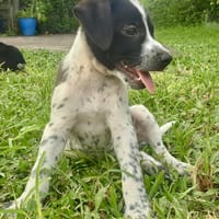 Isao, mâle croisé berger, né le 10/08/2025🐶, chien à adopter