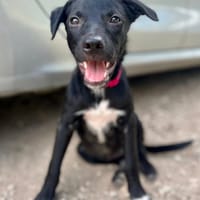 Dobbie, femelle berger, née le 21/06/2025 🐶, chienne à adopter