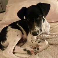 Crumble, mâle croisé berger, né le 26/06/2025 🐶, chien à adopter