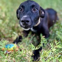 Claudia, femelle berger, née le 21/06/2025 🐶, chienne à adopter