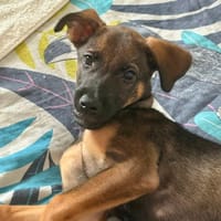 Brownie, femelle croisée berger, née le 01/08/2025 🐶, chienne à adopter