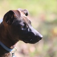 Aesa, femelle, croisée berger, née le 05/06/2025, chienne à adopter