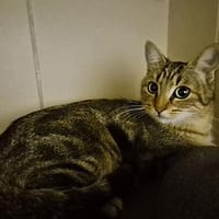 Cassiopée, chatte à adopter