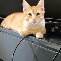 Luke, chat à adopter