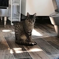 Sky, chat à adopter