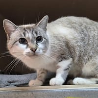 Minea, chatte à adopter