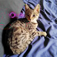 OLIVETTE, chatte à adopter