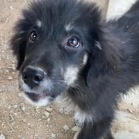 Nero, chien à adopter
