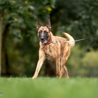 Ambra, suczka do adopcji