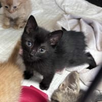 Mamba, kotka do adopcji