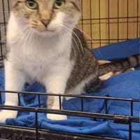 Berlinka, kotka do adopcji