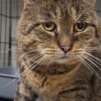 Odyn, kot do adopcji