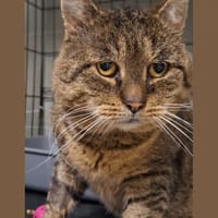 Odyn, kot do adopcji