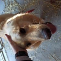 Budyń, pies do adopcji