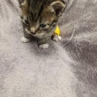 Igusia, kotka do adopcji