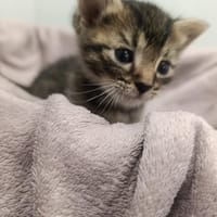 Emilek, kot do adopcji