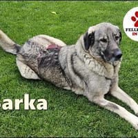 große Sarplaninac Hündin Sarka sucht...., Hündin zur Adoption