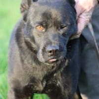 Kiono - zutraulich u. umgänglich, Hund zur Adoption