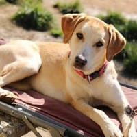 Sharon auf Pflegestelle in Hessen, Hündin zur Adoption