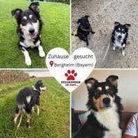 hübscher Border Collie Cuby sucht...., Hund zur Adoption