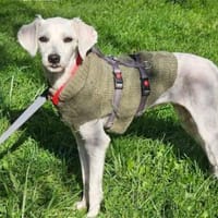 Lustige SOPHIE sucht liebes Zuhause, Hündin zur Adoption