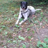 Monty auf PS in Groß-Gerau, Hund zur Adoption