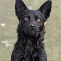 NABOO: DER TRAUMJUNGE, Hund zur Adoption