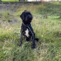 Zuckerpuppe, Hündin zur Adoption