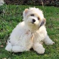 Zuckermaus VIVI sucht ihre Familie, Hündin zur Adoption