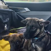 Kuschel Bert sucht seine Menschen, Hund zur Adoption