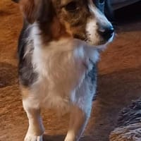 Lilli sucht ihre Familie, Hündin zur Adoption