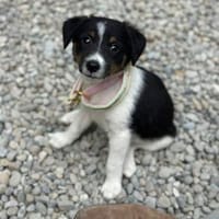 Sabrin, kleiner Entdecker, ca. 3 Monate,, Hund zur Adoption