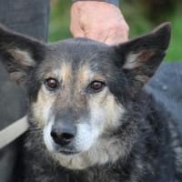 Meto - sehr zutraulich u. verschmust, Hund zur Adoption