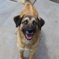 Unkomplizierte Hündin YUKI sucht!, Hündin zur Adoption