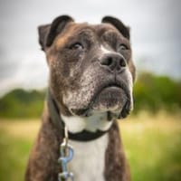 Abby, die gute Seele, Hündin zur Adoption