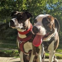 Uschi & Hercules, lustige Geschwister, Hund zur Adoption
