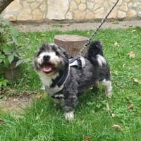 Leo, kleiner frecher Sturkopf, Hund zur Adoption