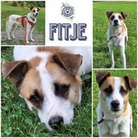 FITJE *  ein Herz auf vier Pfoten, Hund zur Adoption