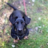 Larina, kl. Hündin mit großem Herzen, Hündin zur Adoption