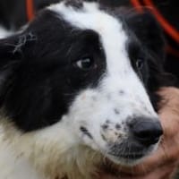 Pingu - hübscher Wuschelrüde, Hund zur Adoption