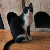 Zuckersüßer Kater Grisu  Stark trotz Ep, Kater zur Adoption