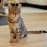 RIO sucht sein Glück, Kater zur Adoption