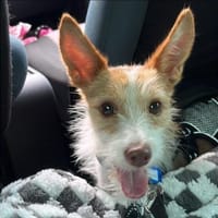 Guinda sucht ihre Herzensmenschen, Hündin zur Adoption