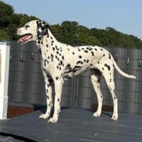 Bella sucht ein Zuhause, Hündin zur Adoption