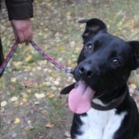 Moppi Mogli ein Energiebündel, Hund zur Adoption