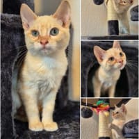 Andy u. Archie, Kater zur Adoption