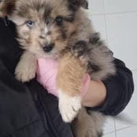 Tayo sucht seine Menschen, Hund zur Adoption