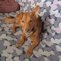 Zarte Kathi sucht liebevolles Zuhause, Hündin zur Adoption