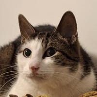 FLOKI und RAGNAR!, Kater zur Adoption